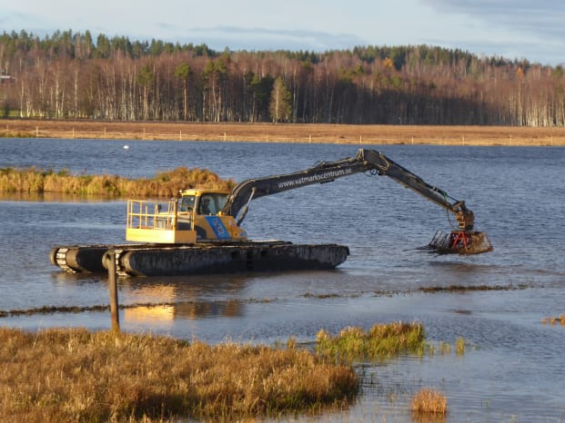 De närmsta två veckorna kommer en flytande grävskopa befria Limsjön i Leksand från vattenaloens grepp.